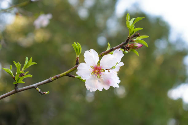 istock Almond tree white pink blossom detail 1134062449