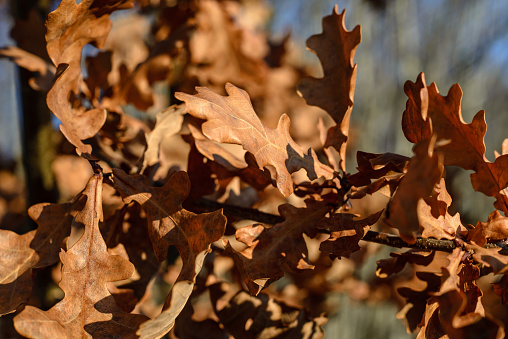 dry tree leaves background texture on the ground in autumn