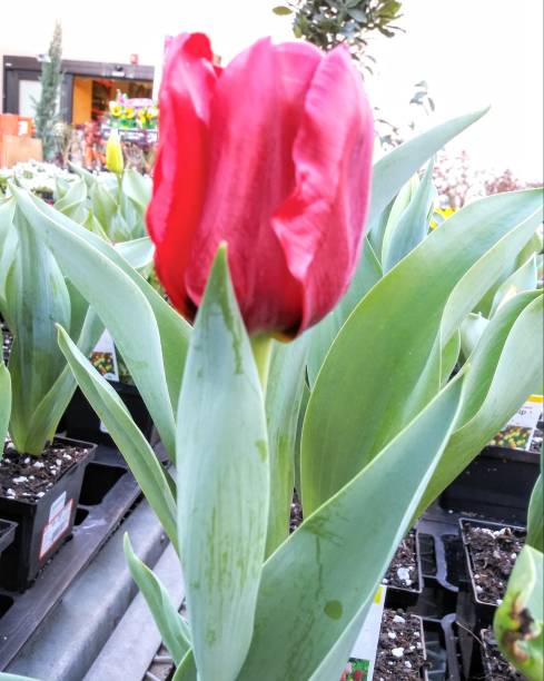 istock Beautiful Tulip flower - grows in California 1134062764