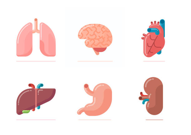 Flat design illustration of human organs Flat design illustration of human organs - brain, heart, lungs, liver, stomach, kidney heart internal organ stock illustrations