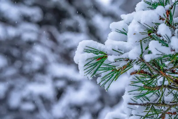 Fir branches with snow and defocused background.