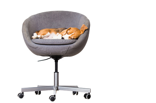 Dog sleeping in chair isolated on white background. Free space for text. Beagle dog in comfortable office chair.