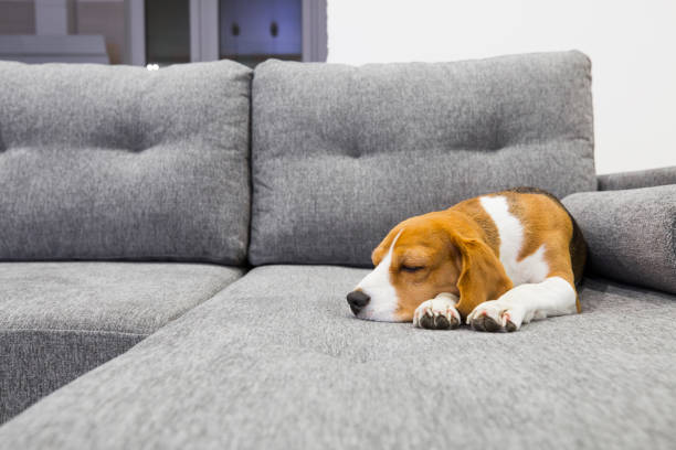 Beagle dog on cozy couch. Dog sweetly sleeping indoors.