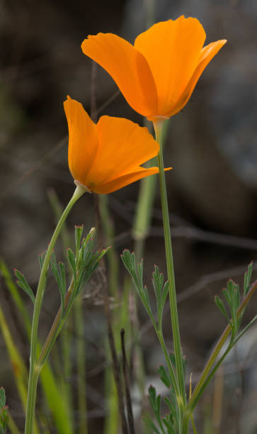istock California Golden Poppy 1134064291