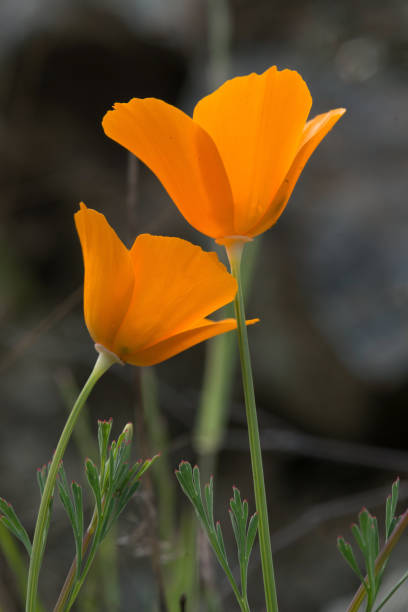 istock California Golden Poppy 1134064317