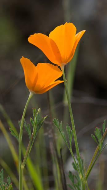istock California Golden Poppy 1134064365