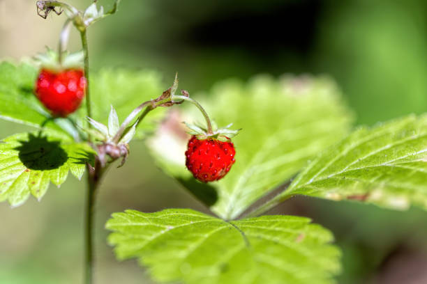 istock Wild strawberries in the woods 1134064452