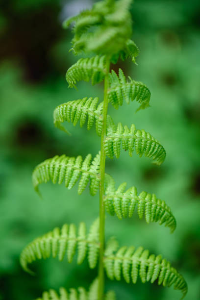 istock fresh green fern leaves foliage in summer 1134064573