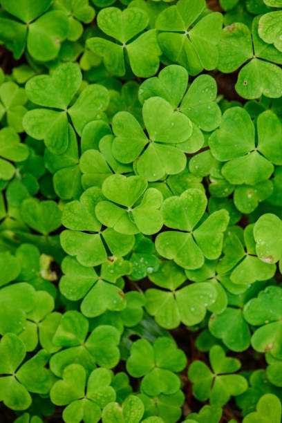 istock green spring foliage macro close up in nature 1134064608