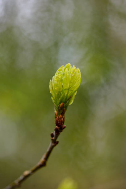 istock green spring foliage macro close up in nature 1134064628