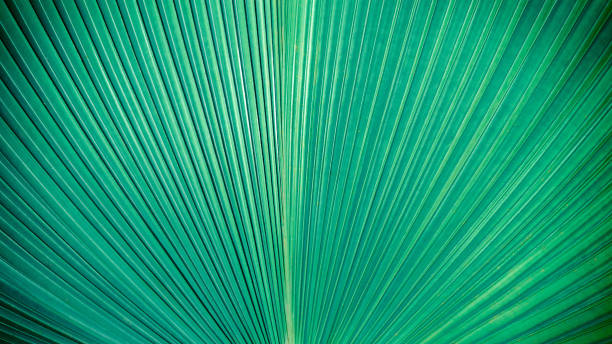 Abstract elegance green stripes from nature, tropical palm leaf texture background, vintage tone.