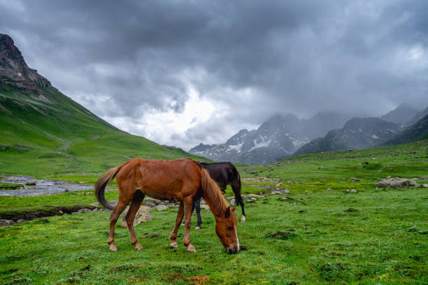 istock Wild horses pasturing in beautiful mountain view Kashmir state, India 1134066413