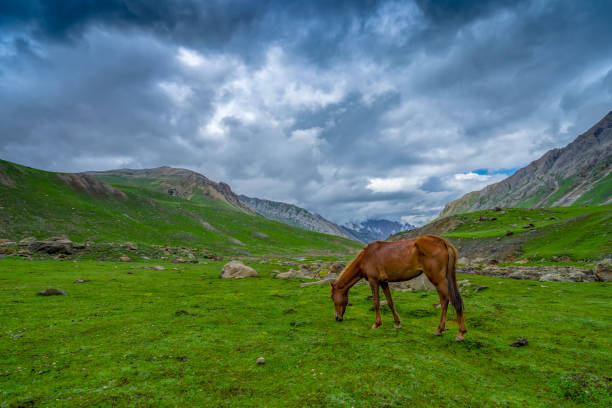 istock Wild horses pasturing in beautiful mountain view Kashmir state, India 1134067258
