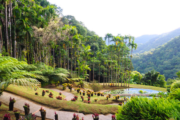 view of the beautiful garden of Balata in Martinique FWI view of the beautiful garden of Balata in Martinique - FWI french overseas territory photos stock pictures, royalty-free photos & images