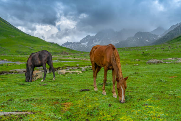 istock Wild horses pasturing in beautiful mountain view Kashmir state, India 1134067705