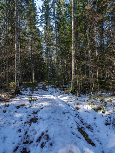 istock sunny winter forest with snow leftovers and green foliage 1134069506