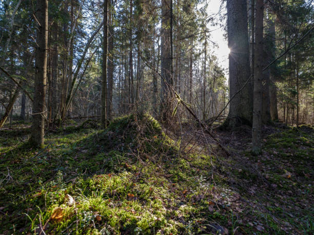 istock sunny winter forest with snow leftovers and green foliage 1134069852