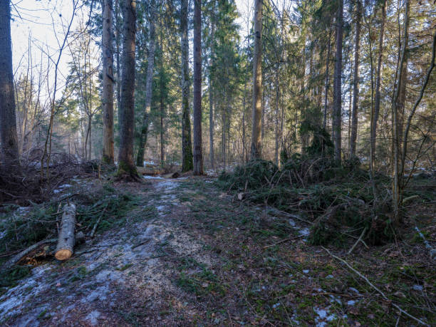 istock sunny winter forest with snow leftovers and green foliage 1134069862