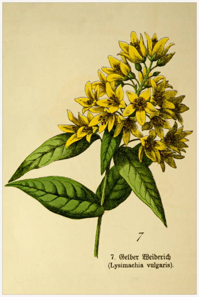 Lysimachia vulgaris - Cropped from Victorian style botanical lithographs book. Munich 1880-1889,  Germany. Cropped from Victorian style botanical lithographs book. Munich 1880-1889,  Germany. 1880 1889 illustrations stock illustrations