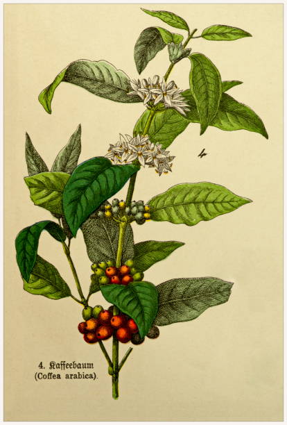 illustrazioni stock, clip art, cartoni animati e icone di tendenza di coffea arabica - ritagliata dal libro di litografie botaniche in stile vittoriano. monaco di baviera 1880-1889, germania. - germany illustration and painting engraving engraved image