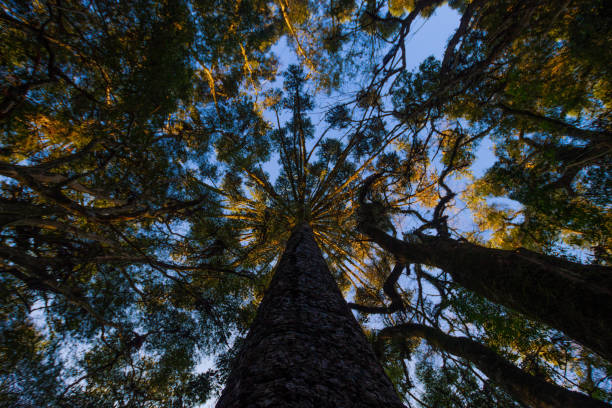 Tall trees in wood Tall trees looked from underneath in the middle of woods araucaria araucana stock pictures, royalty-free photos & images