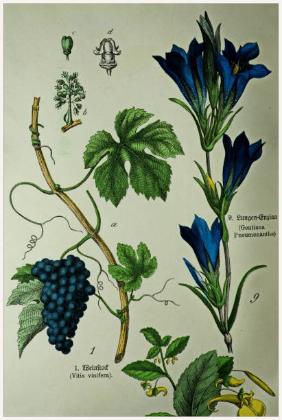 Vitis vinifera, Gentiana Pneumonanthe - Cropped from Victorian style botanical lithographs book. Munich 1880-1889,  Germany. Cropped from Victorian style botanical lithographs book. Munich 1880-1889,  Germany. 1880 1889 illustrations stock illustrations