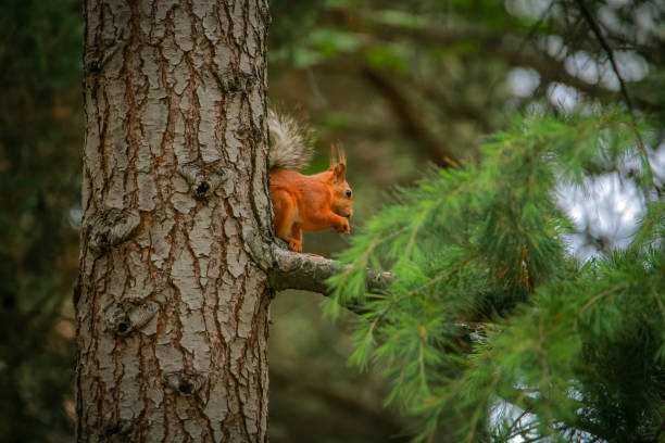 istock common red squirrel sitting on a branch of a large coniferous tree and nibbles a nutlet 1134070930