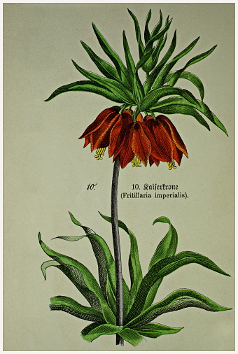 Cropped from Victorian style botanical lithographs book. Munich 1880-1889,  Germany.