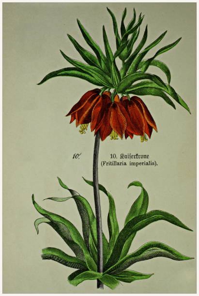 Fritillaria imperialis - Cropped from Victorian style botanical lithographs book. Munich 1880-1889,  Germany. Cropped from Victorian style botanical lithographs book. Munich 1880-1889,  Germany. 1880 1889 illustrations stock illustrations