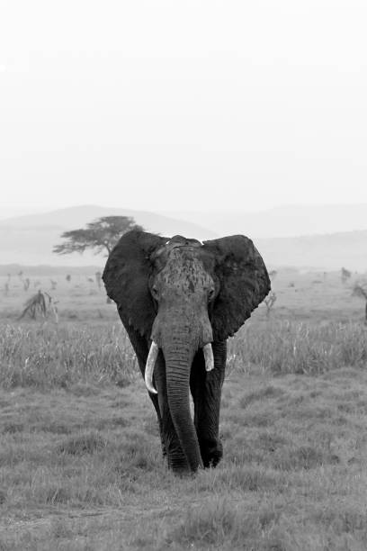 istock African elephant with broken tusk - black and white 1134071045