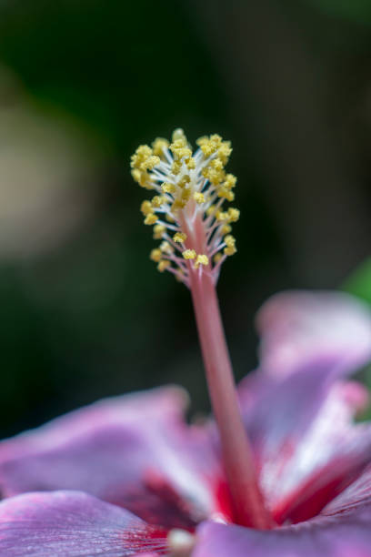 istock close-up of hibiscus flowers 1134071134