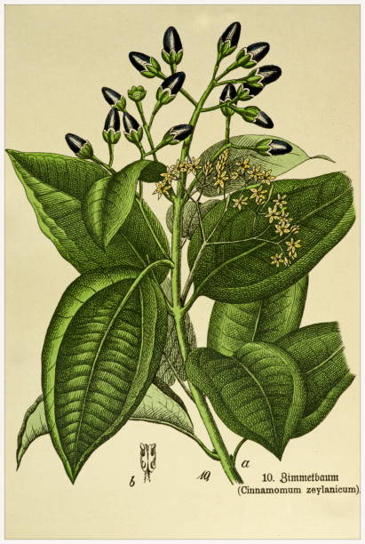 Cinnamomum zeylanicum - Cropped from Victorian style botanical lithographs book. Munich 1880-1889,  Germany. Cropped from Victorian style botanical lithographs book. Munich 1880-1889,  Germany. 1880 1889 illustrations stock illustrations