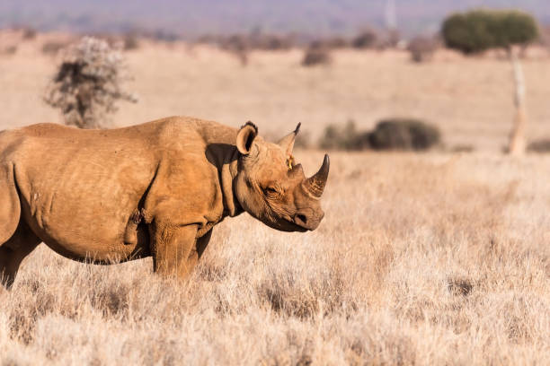 Solo black rhino walking the grassy plains of Kenya Profile of black rhino with oxpecker bird on head and wound on body. Entering frame from left. flared nostril photos stock pictures, royalty-free photos & images