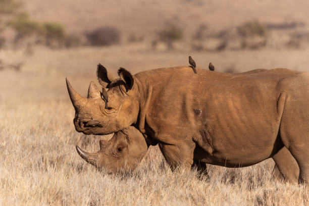 Two black rhinos basking in the morning sun