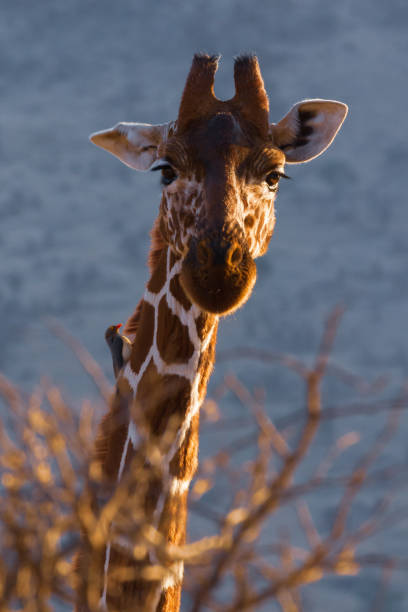 retikulierte giraffe in der frühen morgensonne mit blick auf die kamera - animal animal neck cute safari animals stock-fotos und bilder