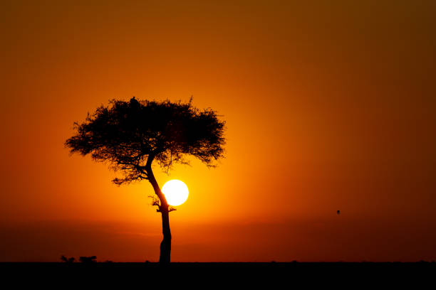 黄金のアフリカの夕日 - masai mara national reserve sunset africa horizon over land ストックフォトと画像
