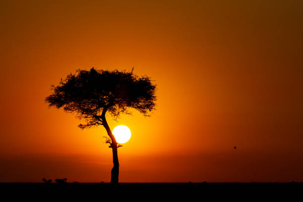 золотой африканский закат - masai mara national reserve sunset africa horizon over land стоковые фото и изображения