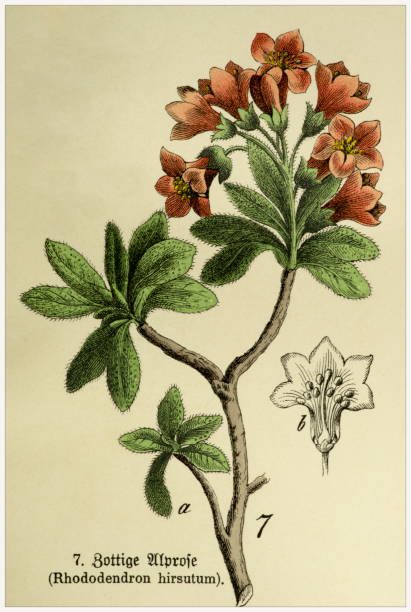 Rhododendron hirsutum - Cropped from Victorian style botanical lithographs book. Munich 1880-1889,  Germany. Cropped from Victorian style botanical lithographs book. Munich 1880-1889,  Germany. 1880 1889 illustrations stock illustrations