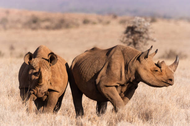 istock Two sunlit black rhino in grassy meadow 1134071514