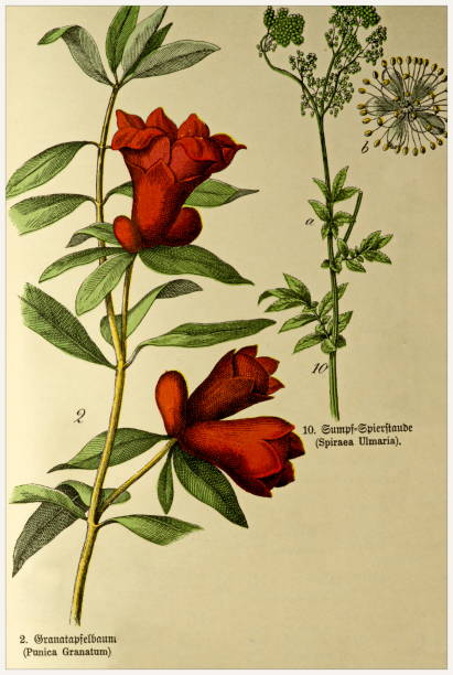 istock Punica Granatum, Spiraea Ulmaria - Cropped from Victorian style botanical lithographs book. Munich 1880-1889,  Germany. 1134071560