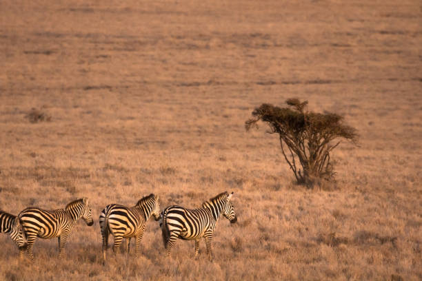 Herd of zebra walking on the open grassy plains of Africa in early morning light.