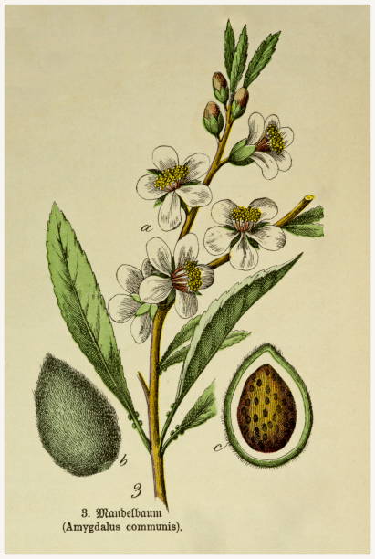 Amygdalus communis - Cropped from Victorian style botanical lithographs book. Munich 1880-1889,  Germany. Cropped from Victorian style botanical lithographs book. Munich 1880-1889,  Germany. 1880 1889 illustrations stock illustrations