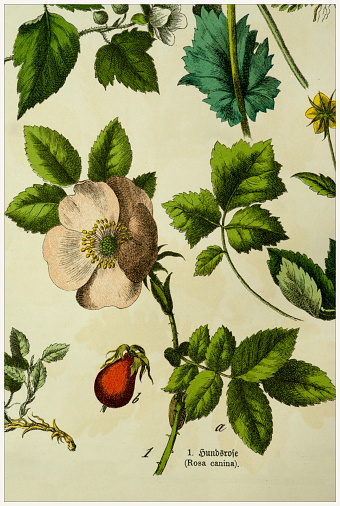 Cropped from Victorian style botanical lithographs book. Munich 1880-1889,  Germany.