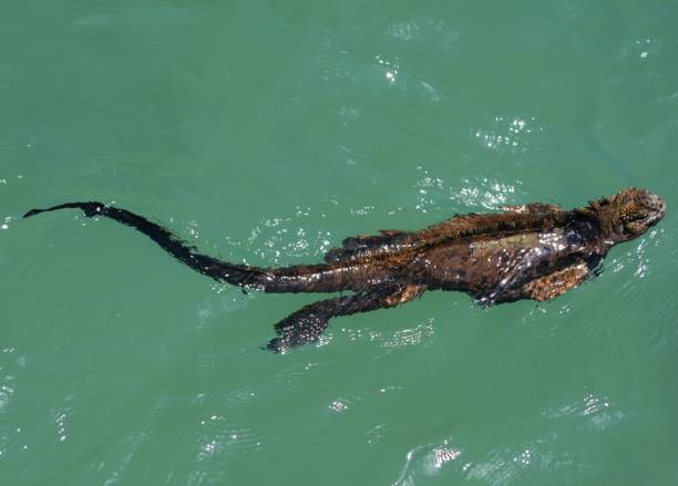 The Water's Fine A marine iguana swimming marine iguana stock pictures, royalty-free photos & images