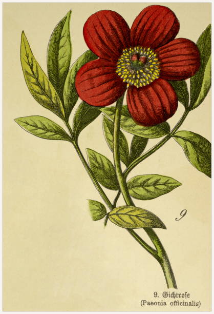 istock Paeonia officinalis - Cropped from Victorian style botanical lithographs book. Munich 1880-1889,  Germany. 1134072352