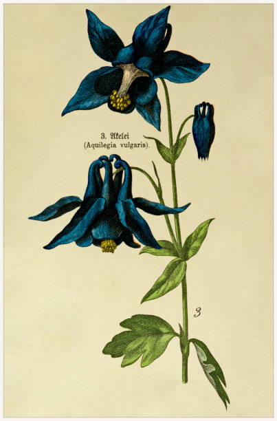 Aquilegia vulgaris - Cropped from Victorian style botanical lithographs book. Munich 1880-1889,  Germany. Cropped from Victorian style botanical lithographs book. Munich 1880-1889,  Germany. 1880 1889 illustrations stock illustrations