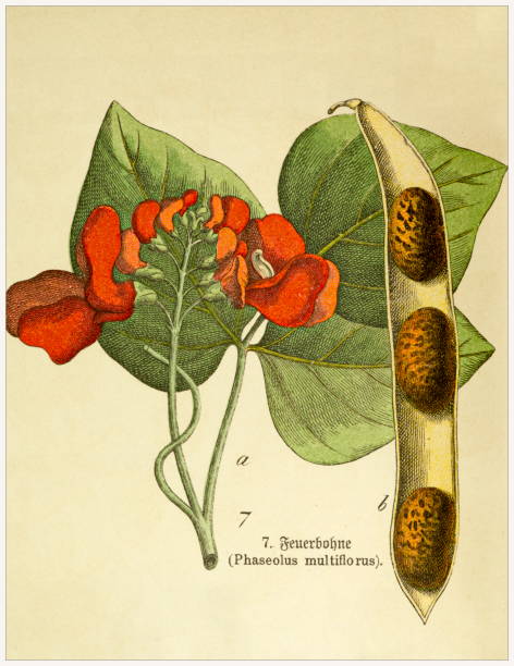 istock Phaseolus multiflorus - Cropped from Victorian style botanical lithographs book. Munich 1880-1889,  Germany. 1134072658
