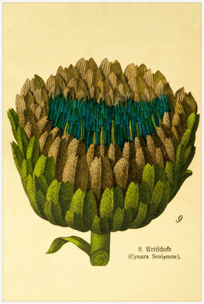 Cynara Scolymus - Cropped from Victorian style botanical lithographs book. Munich 1880-1889,  Germany. Cropped from Victorian style botanical lithographs book. Munich 1880-1889,  Germany. 1880 1889 illustrations stock illustrations