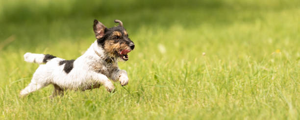 fast jack russell terrier chien est en cours d'exécution sur le côté d'une prairie verte au printemps - pets grass scenics dog photos et images de collection