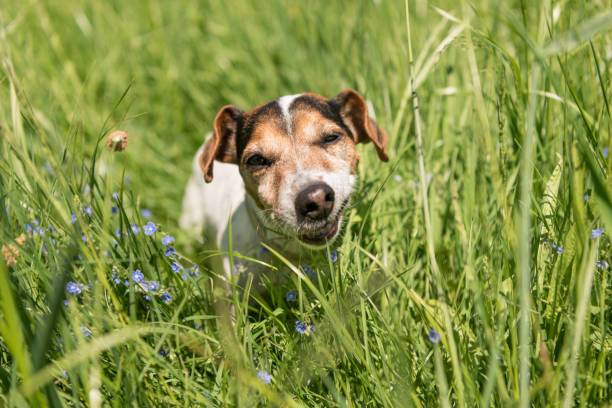 Small cute Jack Russell Terrier dog is eating grass in a meadow. Dog in a spring meadow stock photo